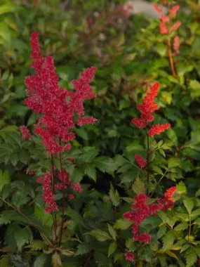 Fanal Astilbe